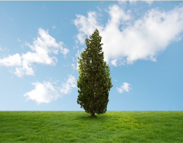 Árvore de pinho no meio de um campo