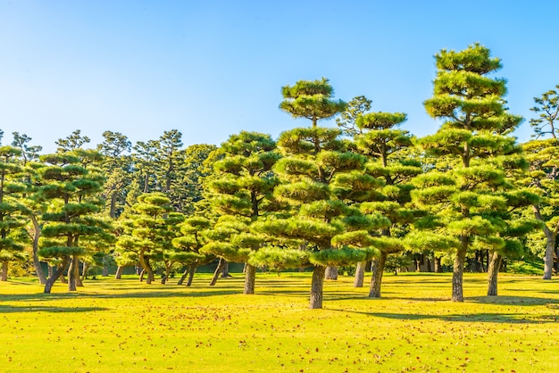 Árvore dos bonsais no jardim do palácio imperial na cidade de Tokyo Japão
