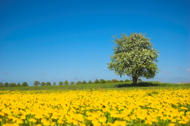 Árvore entre flores amarelas