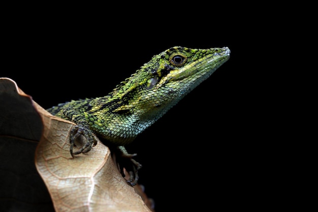 Árvore menor agamid pseudocalotes tympanistriga closeup lagarto indonésio