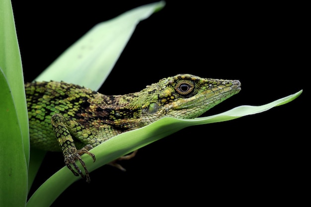 Árvore menor agamid pseudocalotes tympanistriga closeup lagarto indonésio