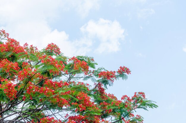 Árvore Poinciana real