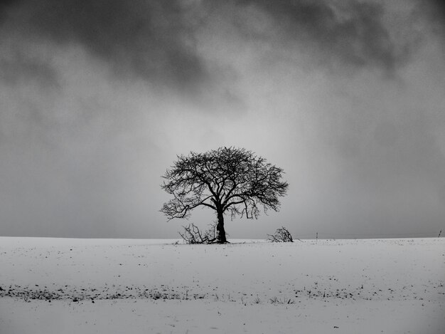 Árvore sem folhas em uma colina de neve com um céu nublado em segundo plano em preto e branco