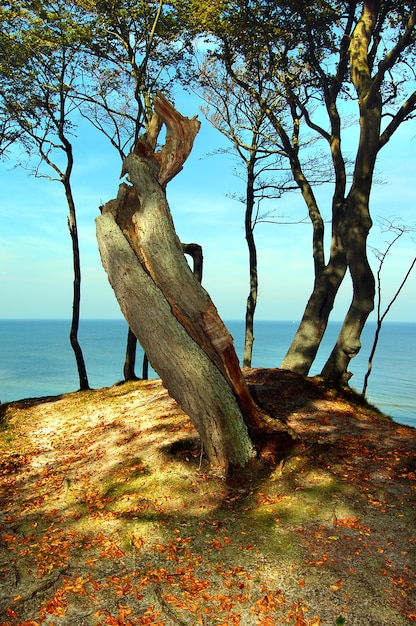 Árvore sobre o mar