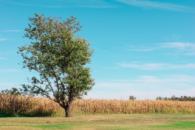 Árvore solitária perto de um campo de trigo wummer, Hatton Farm, Maryland