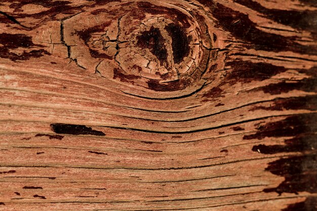 Árvore velha de close-up com textura de design