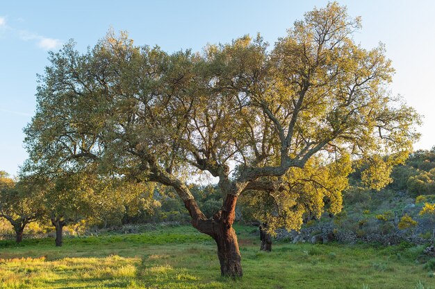 Árvore verde na primavera na Extremadura, Espanha