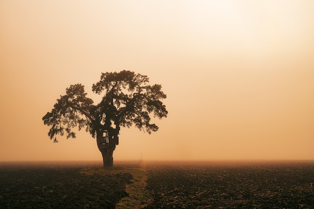 Árvore verde no campo durante o pôr do sol