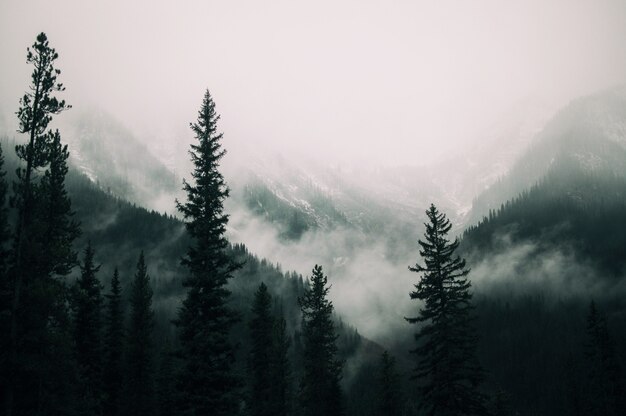 Árvores altas na floresta nas montanhas cobertas pela névoa
