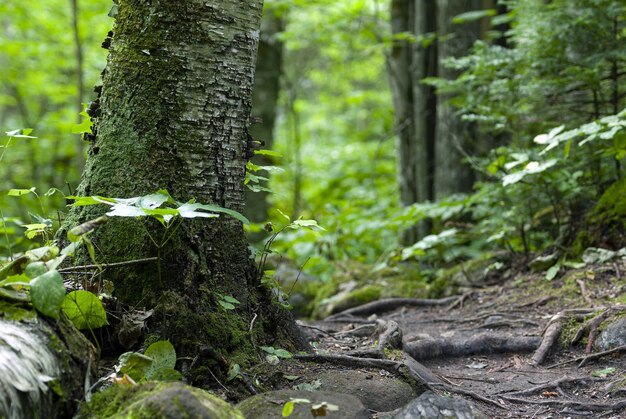 Árvores cobertas de musgo e rodeadas por plantas na floresta