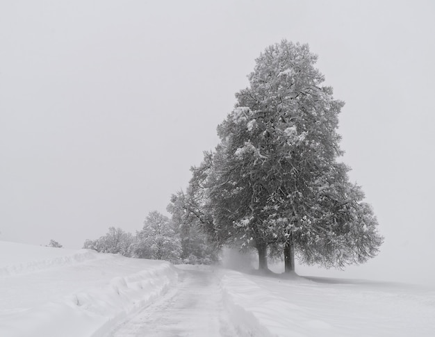 Árvores cobertas de neve em solo coberto de neve durante o dia
