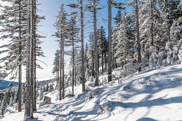 Árvores cobertas de neve em uma floresta sob a luz do sol e um céu azul