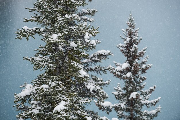 Árvores cobertas de neve