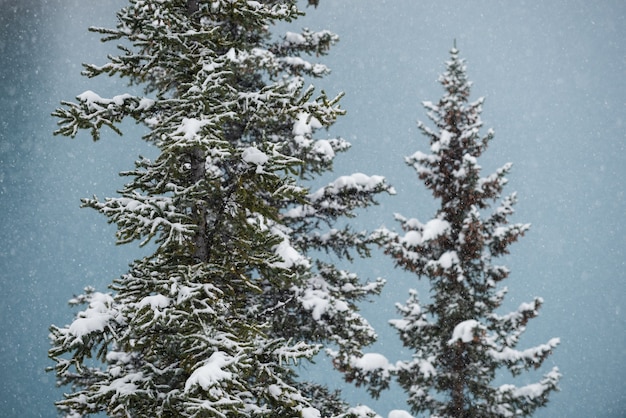 Árvores cobertas de neve