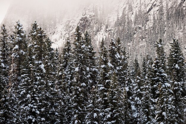 Árvores cobertas de neve