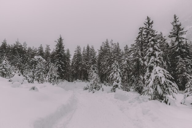 Árvores cobertas de neve