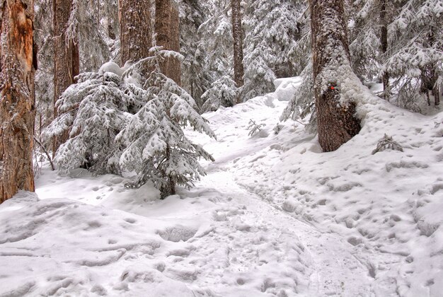 Árvores cobertas de neve