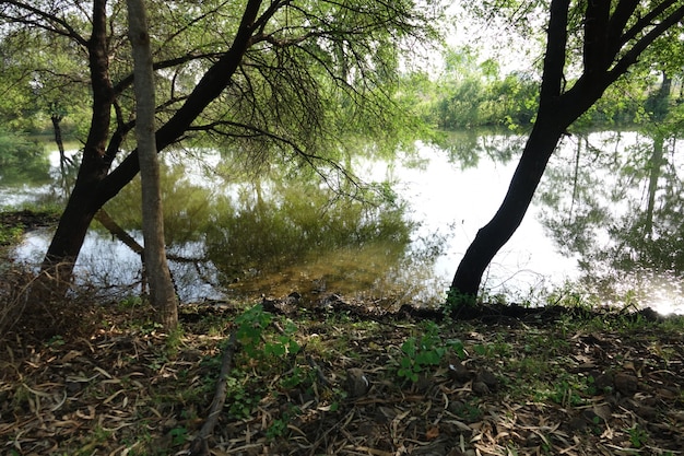 Árvores com um lago atrás