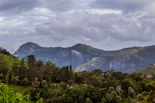 Árvores com uma montanha em segundo plano