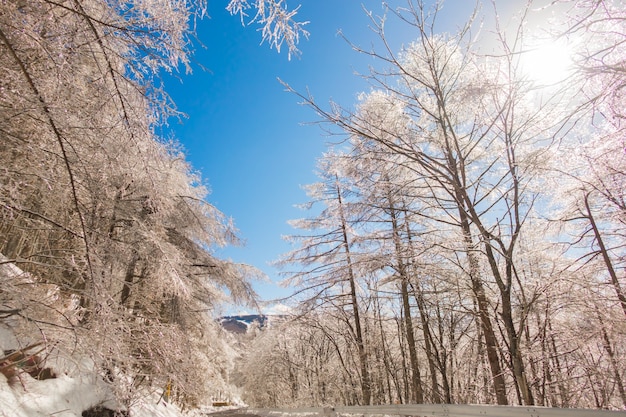 Árvores congeladas no inverno com céu azul