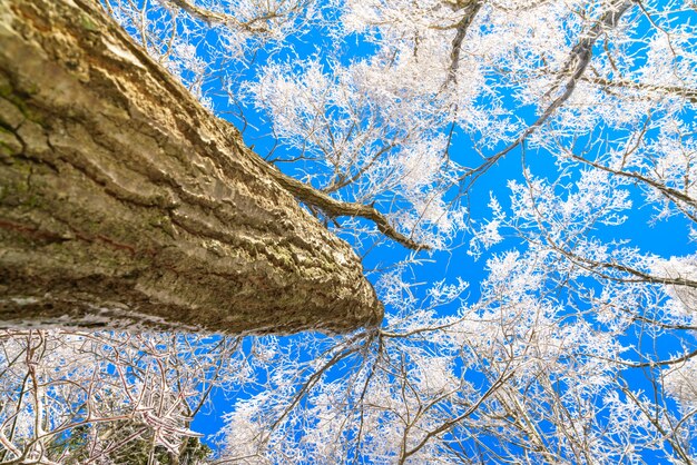 Árvores congeladas no inverno com céu azul