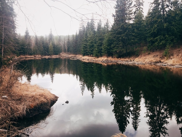 Árvores da floresta perto do lago e refletidas na água transparente