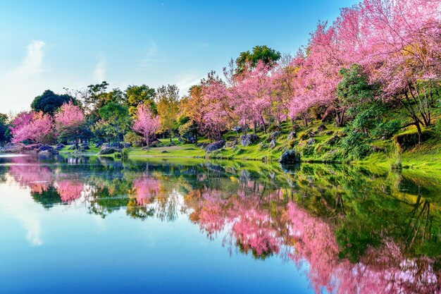 Árvores de flores de cerejeira lindas florescendo na primavera.