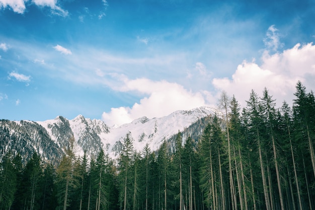 Árvores de folhas verdes com fundo de montanha de neve