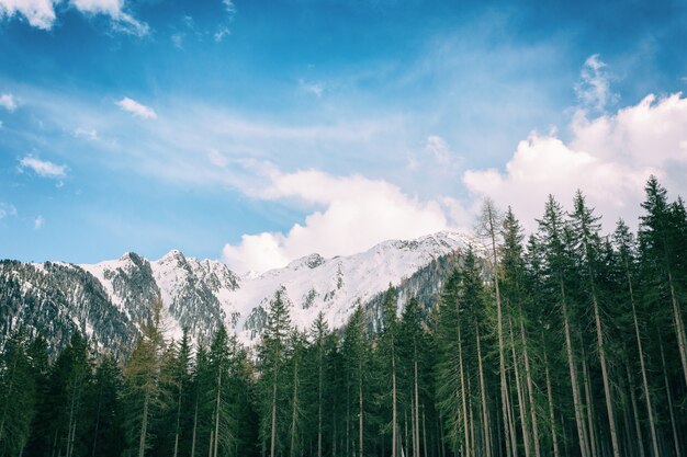 Árvores de folhas verdes com fundo de montanha de neve