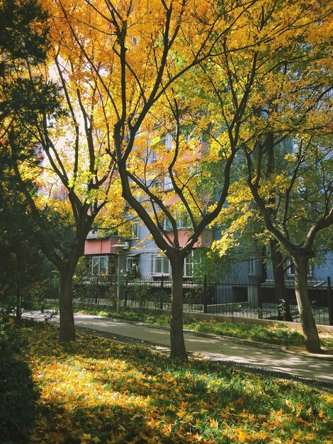 Árvores de outono com folhagem colorida em um parque