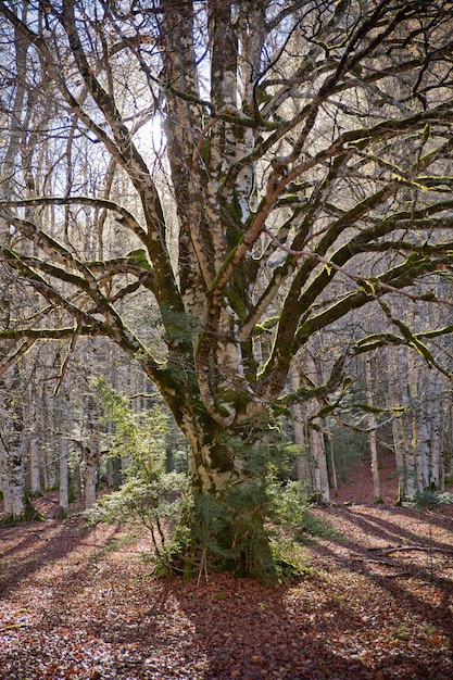 Árvores de outono no Parque Nacional de Ordesa, Pirinéus, Huesca, Aragão, Espanha