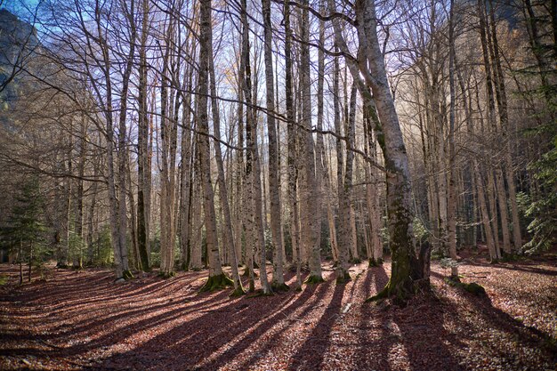 Árvores de outono no Parque Nacional de Ordesa, Pirinéus, Huesca, Aragão, Espanha