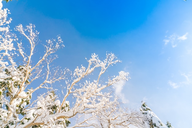 Árvores do inverno coberto com a neve