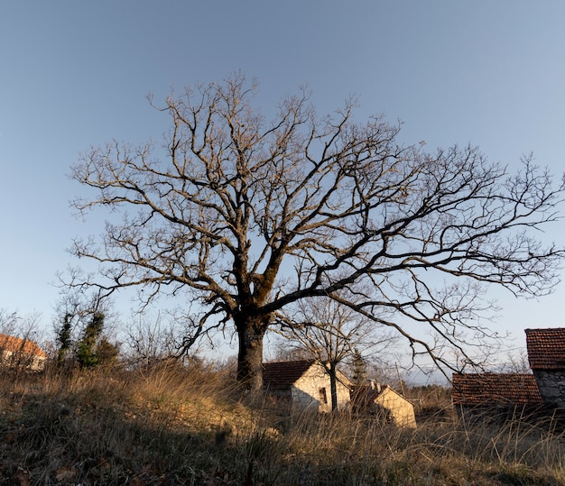 Árvores e fundos de floresta