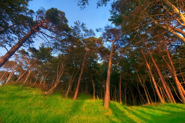 Árvores em um monte