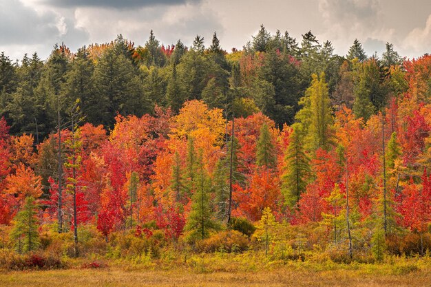Árvores florestais coloridas durante o outono