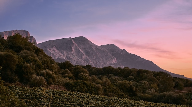 Árvores na colina com montanhas ao longe sob um céu azul