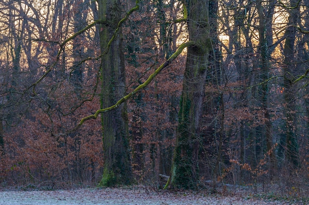 Árvores na floresta, cobertas de musgo verde no Parque Maksimir em Zagreb, Croácia