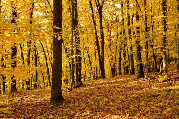 &quot;Árvores na floresta do outono&quot;