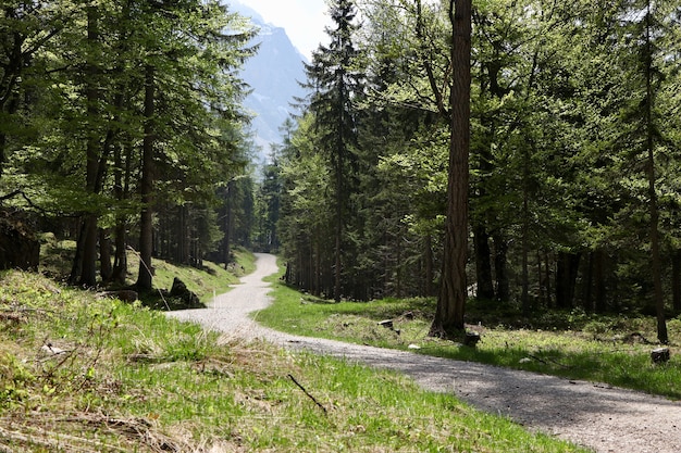 Árvores na natureza