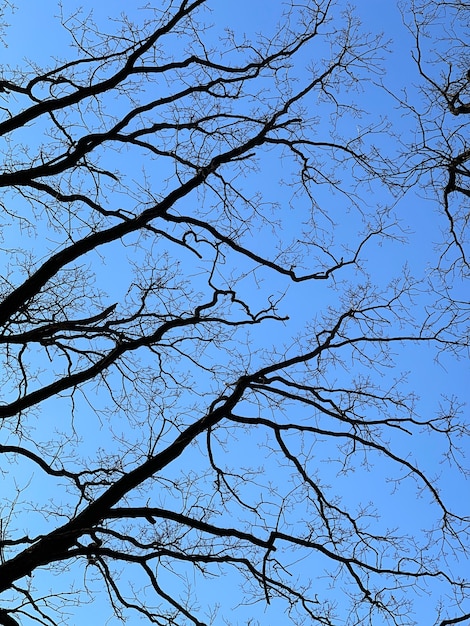 Árvores nuas na primavera contra uma vista inferior do céu azul claro.