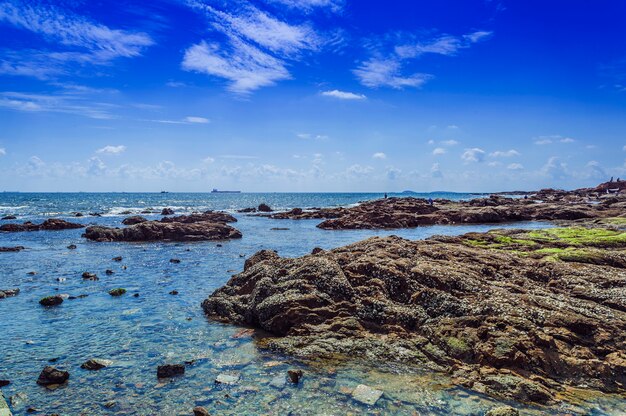 Árvores, praia, água, horizonte, fundo, mar