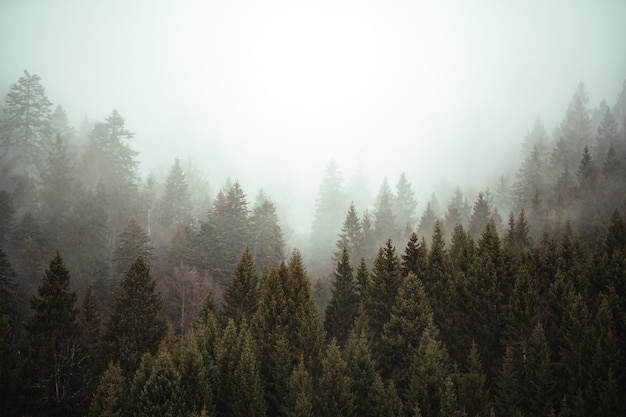 Árvores próximas umas das outras na floresta coberta pela névoa rasteira