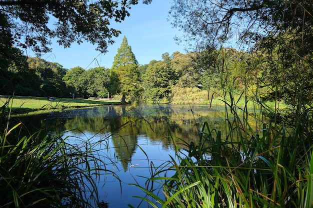 Árvores refletindo em um pequeno lago sob a luz do sol durante o dia