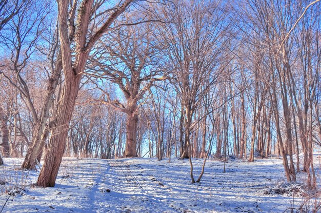 Árvores secas com neve