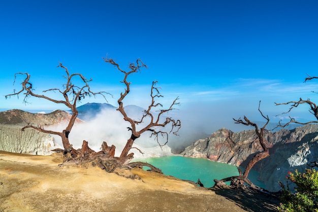 Árvores secas em uma paisagem rochosa com um lago no fundo