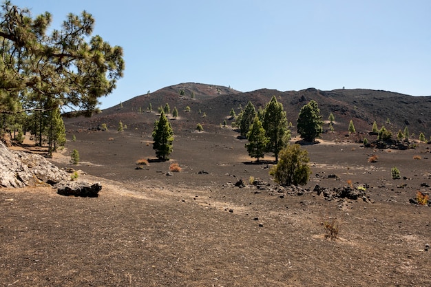 Árvores solitárias com céu claro