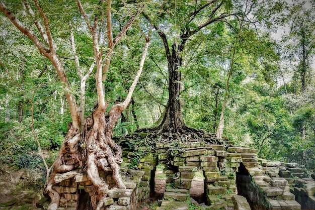 Árvores verdes e as ruínas do marco histórico de Angkor Thom no Camboja