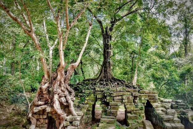 Árvores verdes e as ruínas do marco histórico de Angkor Thom no Camboja