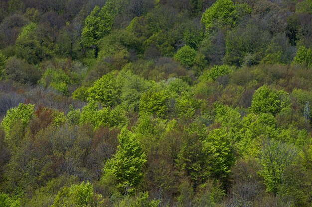 Árvores verdes nas montanhas no outono